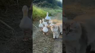 Funny Cat and Duck Mind Voice funny cat duck shortsfeed shorts animals funnyanimal comedy [upl. by Nanny]