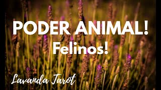 tarot 💜💌🪻PODER ANIMAL Felinos💜💌🪻 [upl. by Woolley]