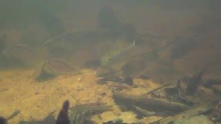 Corydoras migration in Cano Libertad Rio Apaporis By Heiko Bleherm4v [upl. by Susana]