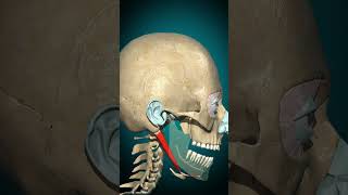 Digastric muscle action Mandible depression anatomy humanbiology muscle learnbiology [upl. by Eirellam871]