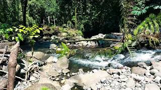 River Sounds for Deep Sleep and Relaxation  Calm River Ambience  Nature Sounds  Flowing Water [upl. by Ecidnak]