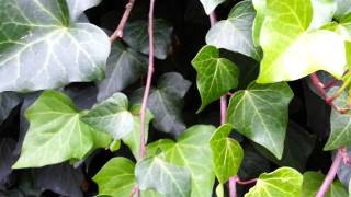 Algerian Ivy  Hedera canariensis  Madeira Ivy wall climbing HD 01 [upl. by Mossolb648]