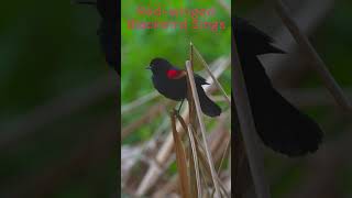 Redwinged Blackbird Sings [upl. by Etirugram]