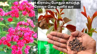 காய்ந்த ரோஜா செடி துளிர் வரும் இதை கொடுங்கள்rose plant fertilizer tamil plant growing fertilizer [upl. by Oirretna]