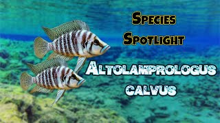 Species Spotlight Pearly Calvus Altolamprologus Calvus [upl. by Ignazio]