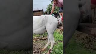 Pregnancy diagnosis in mare l गर्भ परिक्षण l DrMandloi [upl. by Jdavie357]