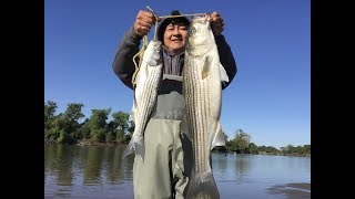 Bank fishing Feather River stripers 20quot and 30quot [upl. by Leiso]