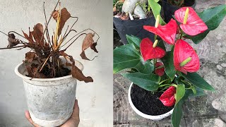 Revive anthurium from a dry plant into a lush flowering plant [upl. by Gnoix]