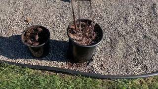 Bismarckia nobilis seedling vlog [upl. by Huebner]