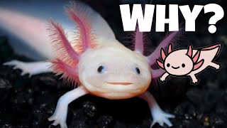 Why Axolotls Are Endangered and How You Can Help [upl. by Nissy]