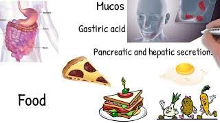 Malabsorption  Simply explained symptoms causes treatment [upl. by Earb949]