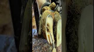 A lot of stones under this cow hoof shorts asmr satisfying [upl. by Noiwtna611]