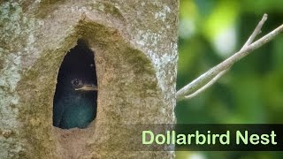 Dollarbird Nest [upl. by Aisiat]