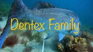 Waterwolf Camera Underwater Fishing Camera 20 1080k Squid Jigging  Dentex Family [upl. by Olethea]