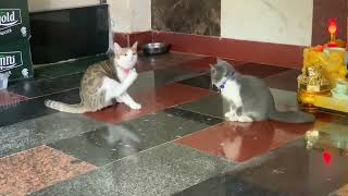 Funny Cats 🤭lovelycats catshorts catvideos [upl. by Isawk]