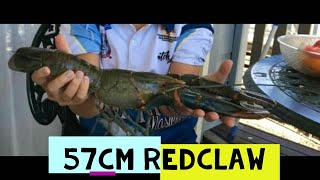 BIGGEST REDCLAW CRAYFISH LOCATIONS IN QUEENSLAND 2 BIG RED CLAW CRAYFISH IN THE WORLD YABBIES YABBY [upl. by Elliot]