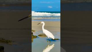 Snowy Egret Hunting • Ocean Sounds shorts birds bird animals wildlife nature beach usa 4k [upl. by Yniatirb89]