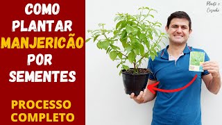 COMO PLANTAR MANJERICÃO EM VASO POR SEMENTE ELE GOSTA DE SOL OU SOMBRA COMO CUIDAR DA PLANTA Ep166 [upl. by Cosette]