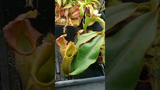 Feeding Nepenthes Veitchii carnivorousplants nature plants houseplants [upl. by Lewendal]