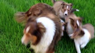 Sheltie Puppies for Sale [upl. by Anirac]