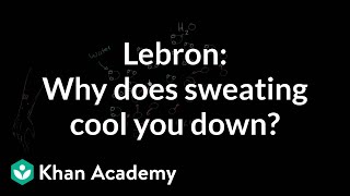 LeBron Asks Why does sweating cool you down  NCLEXRN  Khan Academy [upl. by Niajneb]