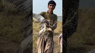 New season hunt birdhunter huntingbirds birds [upl. by Mychael]