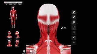 Levator scapulae schouderbladheffer [upl. by Ytitsahc844]