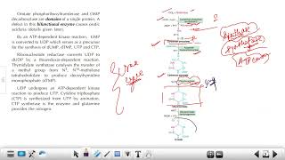 CSIR PYQs Biosynthesis of Pyrimidine Nucleotides  Inhibitors amp Regulation [upl. by Assenal]