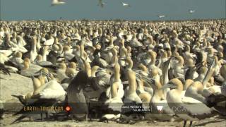 Strange visitor at earths largest Cape gannet colony [upl. by Jethro]