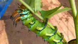 Hickory Horned Devil Caterpillar part 2 [upl. by Hinson]