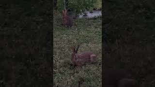 Rabbits In The Garden Part 8 nature easterncottontail cottontail rabbits wildlife [upl. by Alameda]