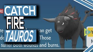 Where To Catch Fire Tauros In Pokemon Scarlet [upl. by Rieth]