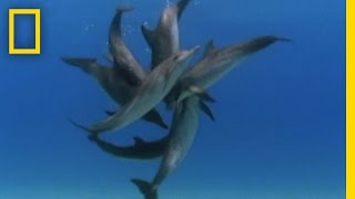 Bottlenose Dolphin Gang Rumble  National Geographic [upl. by Merceer662]