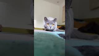 British Shorthair Cat Hunting Mode britishshorthaircat [upl. by Dulcine]