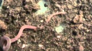 Blood worm Glycera brevicirrisstrike with Probosis [upl. by Ahtamat]