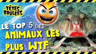 Top 5 des animaux les plus WTF  SAMARRACHE 2 [upl. by Latoniah]