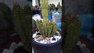 Cactus and succulents  Euphorbia Fruticosa [upl. by Eph]