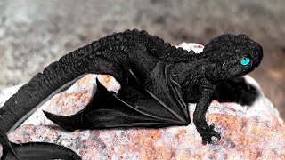 10 dragons caught on camera [upl. by Filmore]