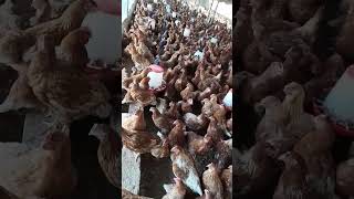 élevage  poules pondeuses en début de ponte [upl. by Orv]