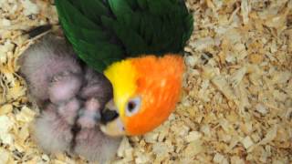 Cute lil baby Caique [upl. by Kelci]