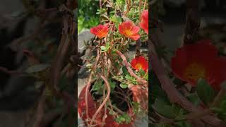 Beautiful purslane flowers 😍🍁🍂🍃 shorts flowers wanderfy plants youtubevideo [upl. by Anelis128]