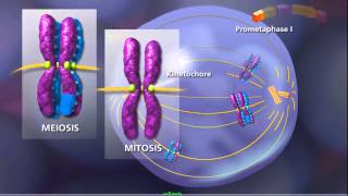 Meiosis  Plants and Animals [upl. by Aydni]