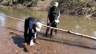 Freshwater Mussels [upl. by Estella]