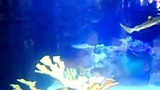 Fish Planet Aquarium Black Tip Reef Sharks [upl. by Eidoow]