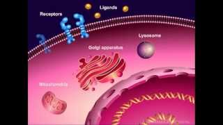 Introduction to Cancer Biology Part 1 Abnormal Signal Transduction [upl. by Biddick819]