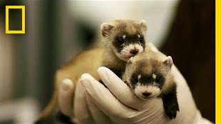 Ferret ​Babies Key to Species Rebound  National Geographic [upl. by Cleo]