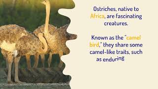 Do Ostriches Really Bury Their Heads in the Sand [upl. by Seni]