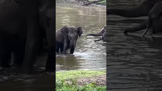 Bandipur National Park Bandipur Karnataka Wildlife wildlifephotography Elephant wildelephants [upl. by Ttennej]