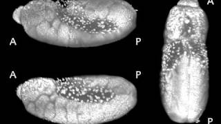 Drosophila Embryogenesis [upl. by Tesler]