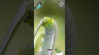 The World of Caterpillars Through Our Eyes  Lihami 111 CaterpillarLife CocoonToButterfly [upl. by Dasha]